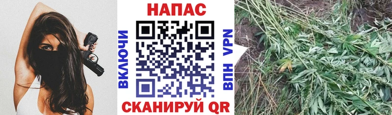 Бошки марихуана индика Теберда